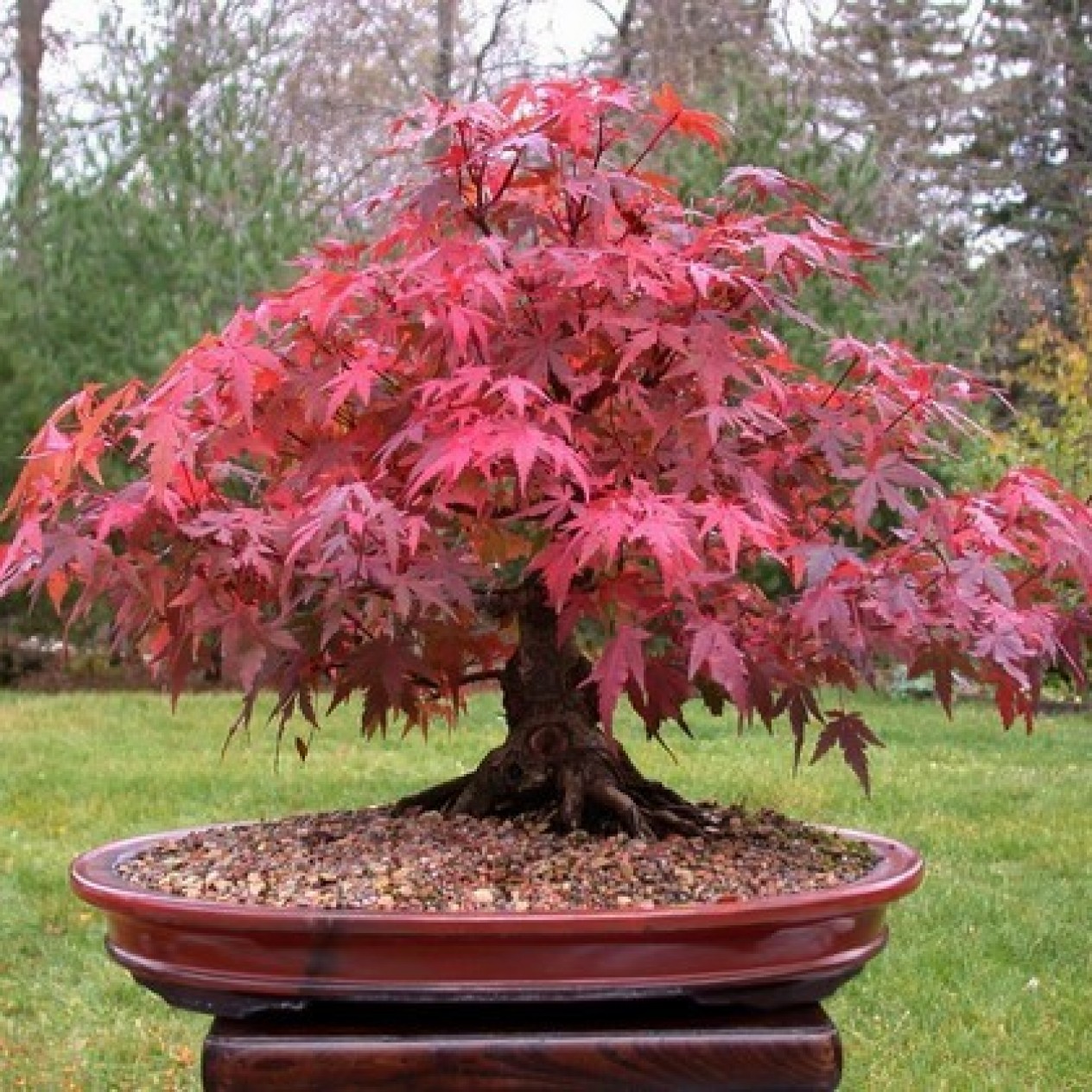 651000-acer-palmatum-atropurpureum-bloodgood-inazuma-osakazuki