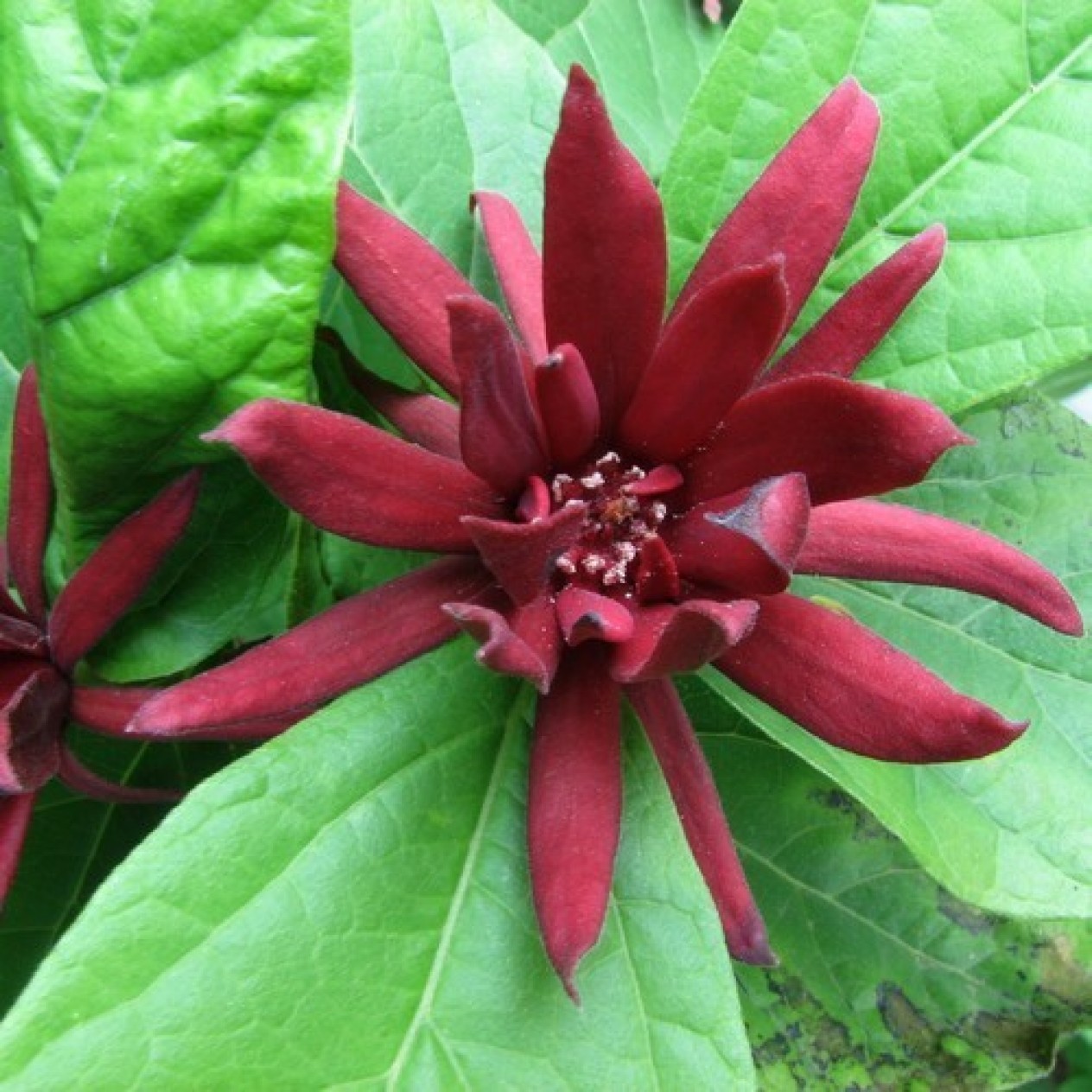 651250-calycanthus-floridus