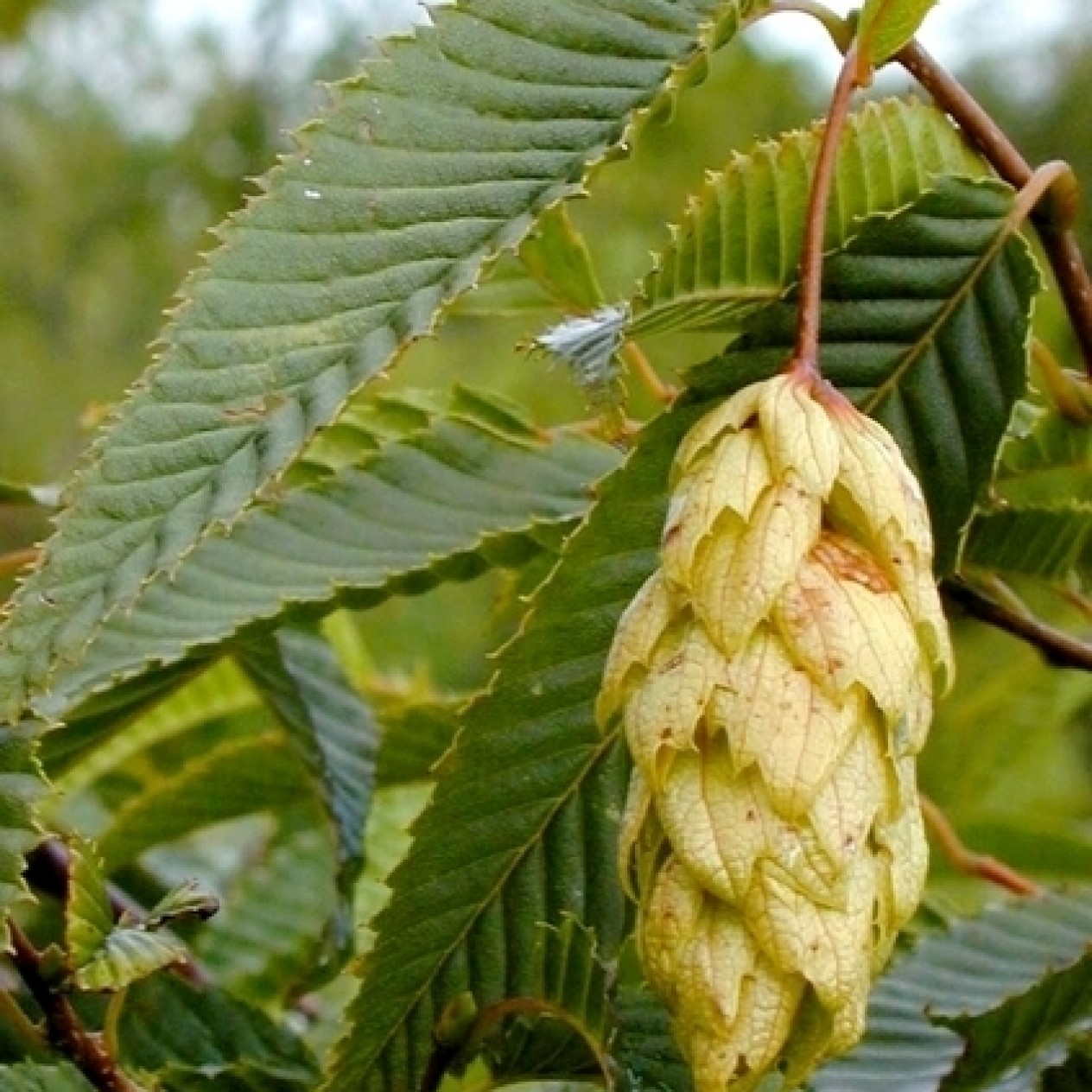 651270-carpinus-japonica