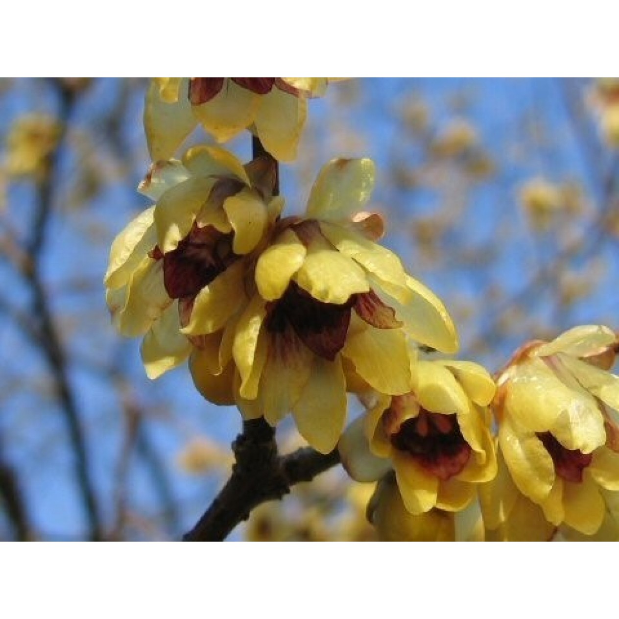 651400-chimonanthus-praecox