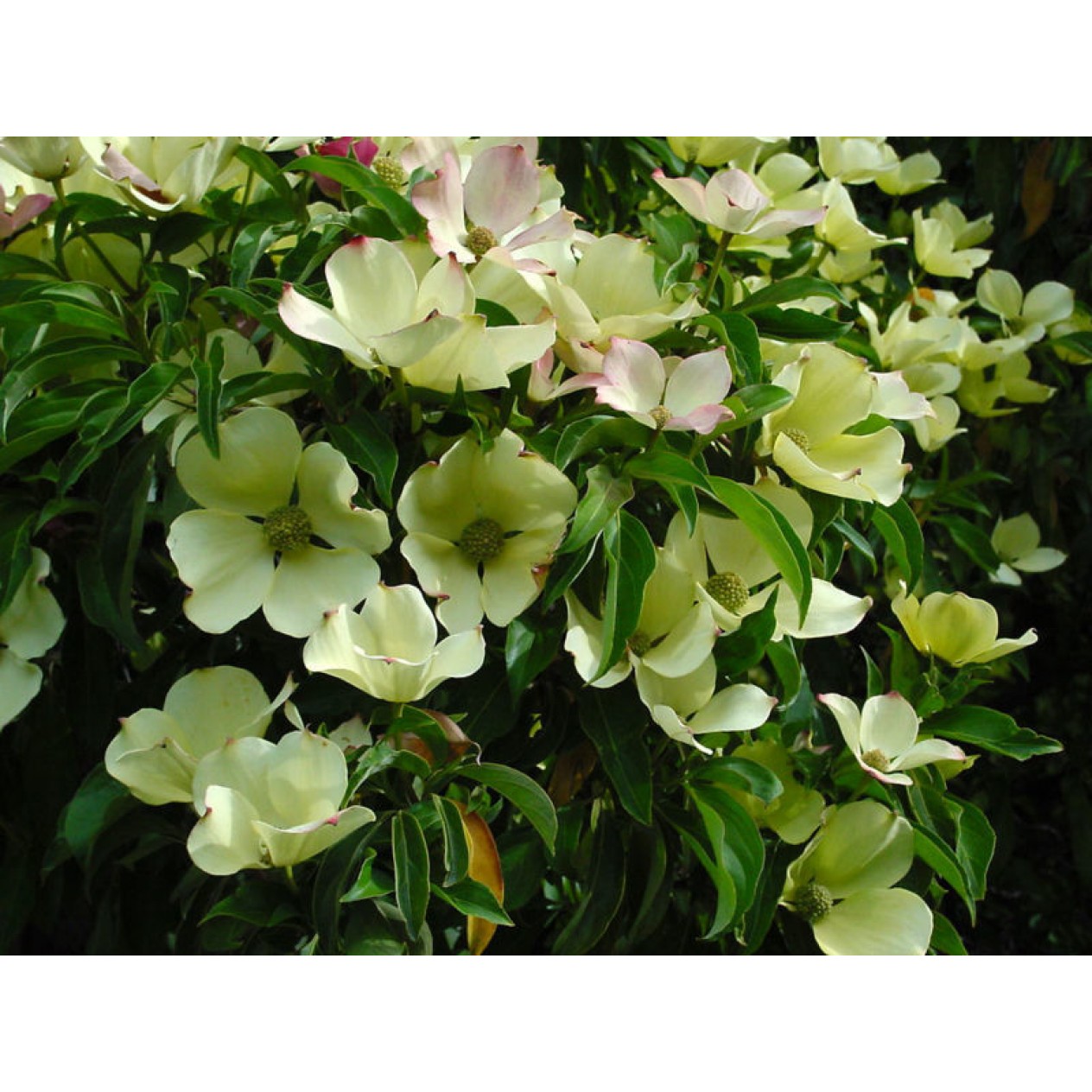 651500-cornus-capitata