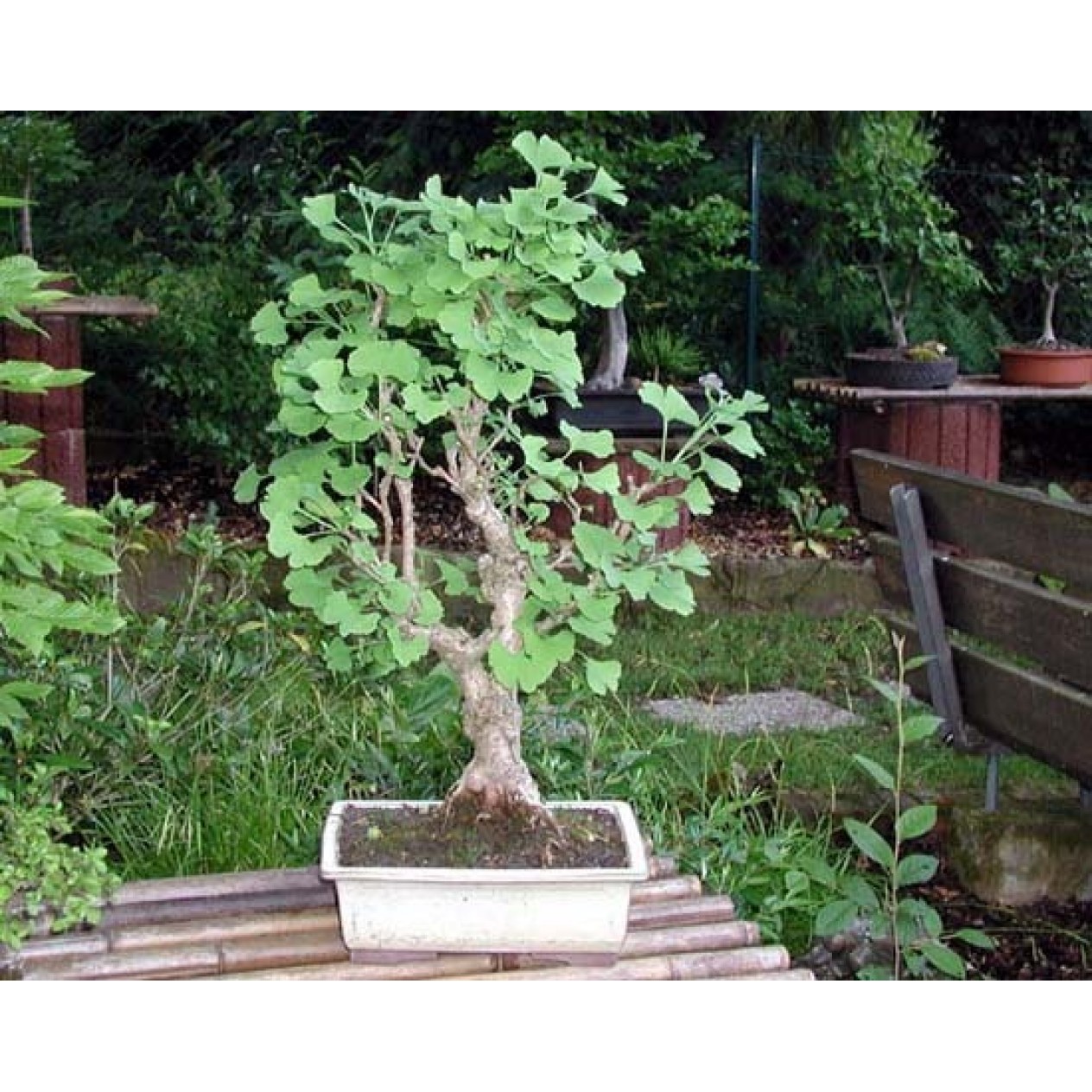 651800-ginkgo-biloba