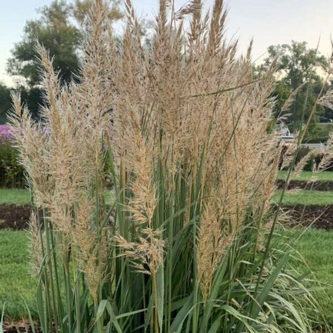 676200-sorghastrum-nutans