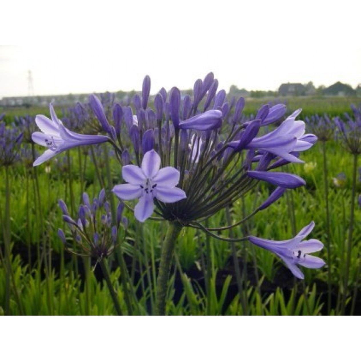 701650-agapanthus-africanus-blue-sunfield-dr-brouwer-elisabeth