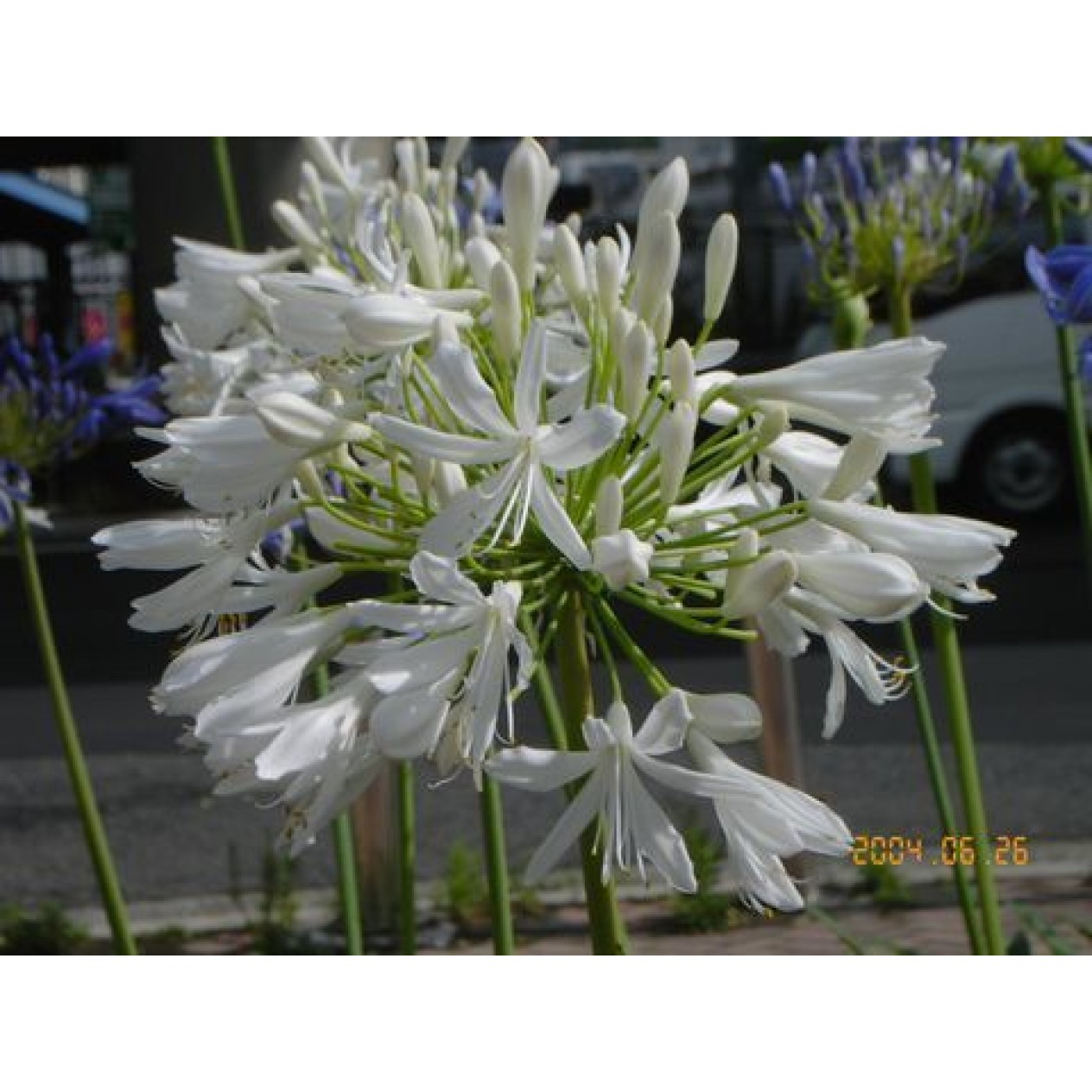 701750-agapanthus-africanus-polar-ice