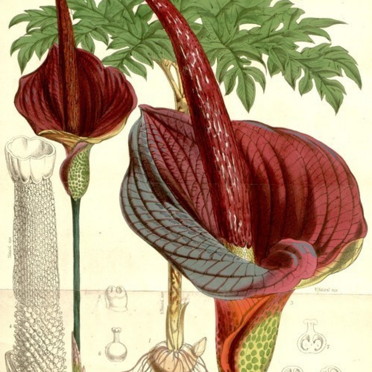 701885-amorphophallus-konjac