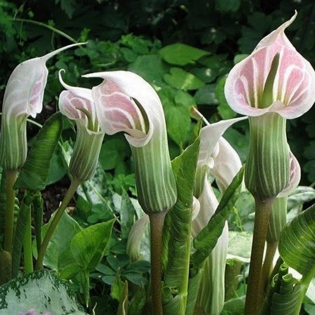 702300-arisaema-candidissimum-pinkish