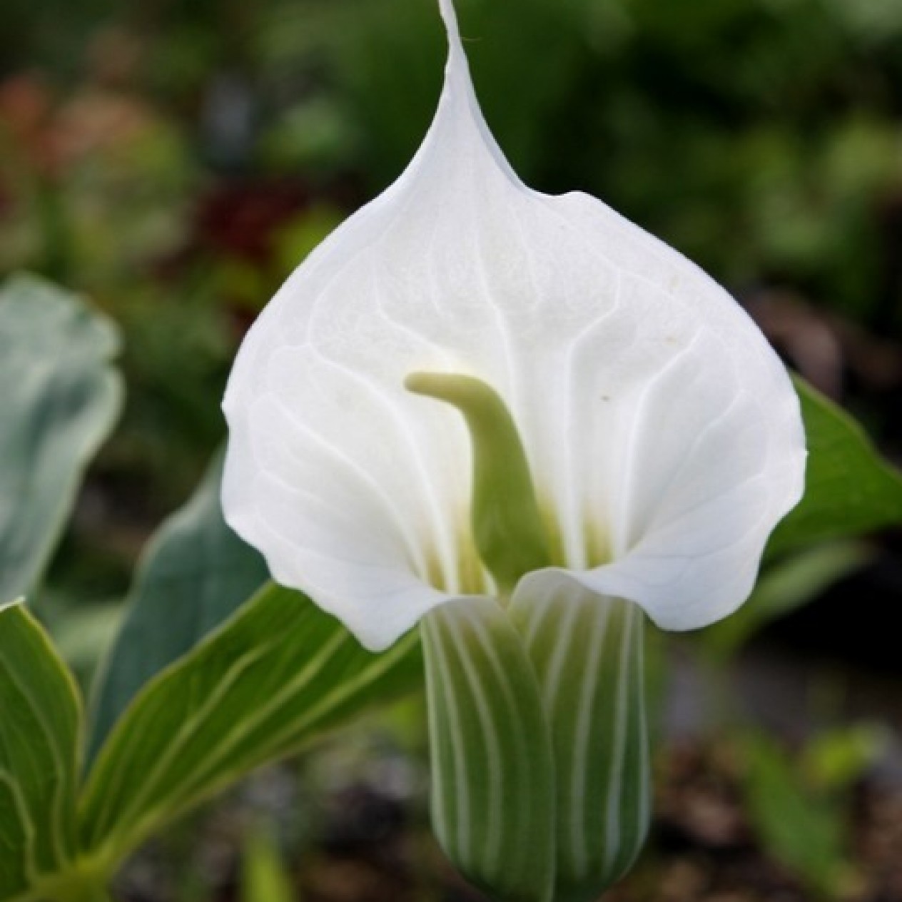 702301-arisaema-candidissimum-white-flowered