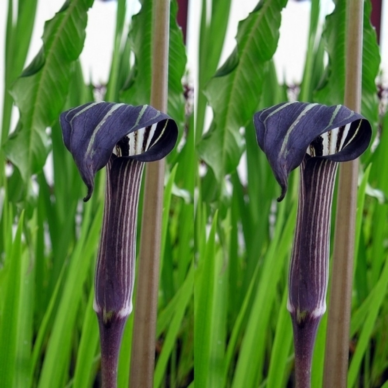 702315-arisaema-concinnum