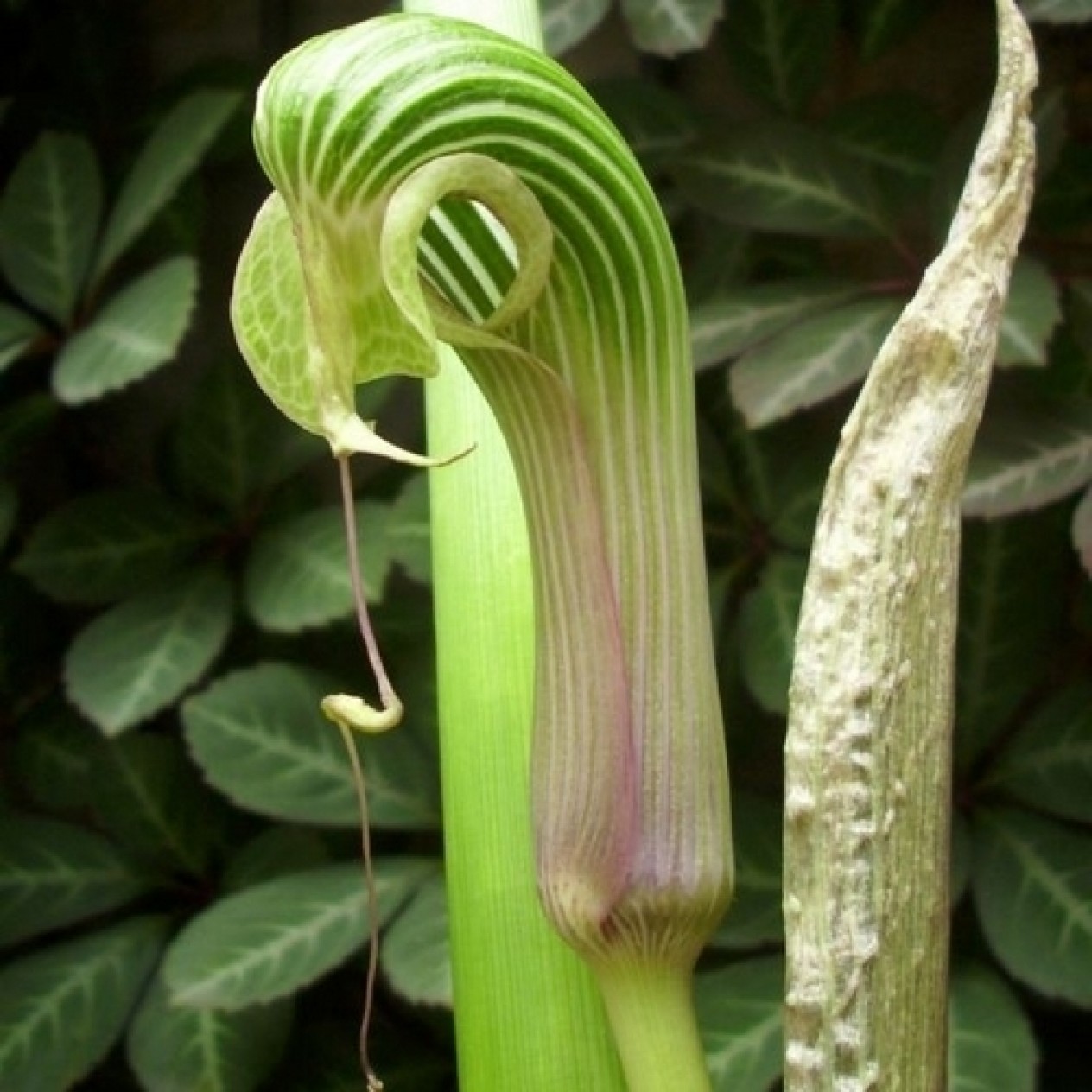 702320-arisaema-galeatum