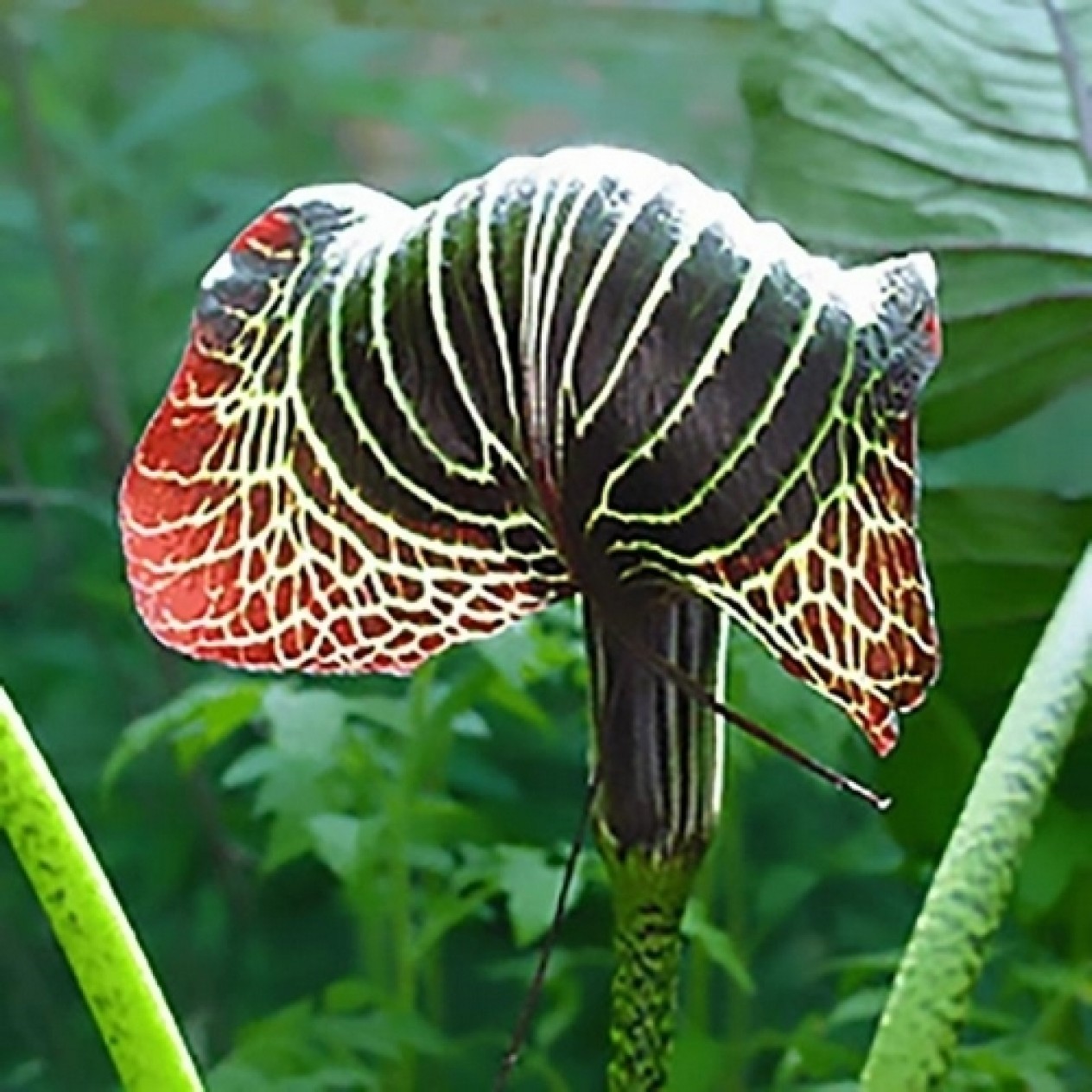 702330-arisaema-griffithii-pradhanii