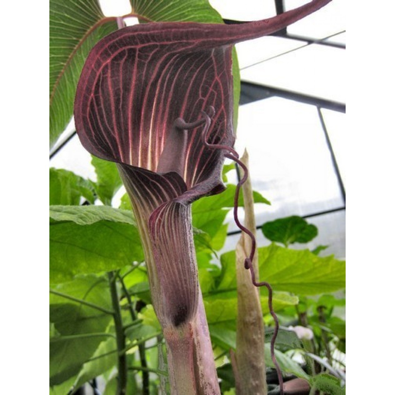 702350-arisaema-speciosum
