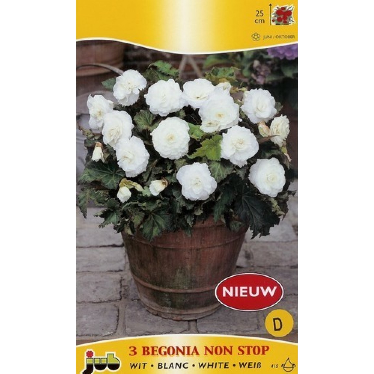 702880-begonia-tuberhybrida-multiflora-maxima-non-stop-wit