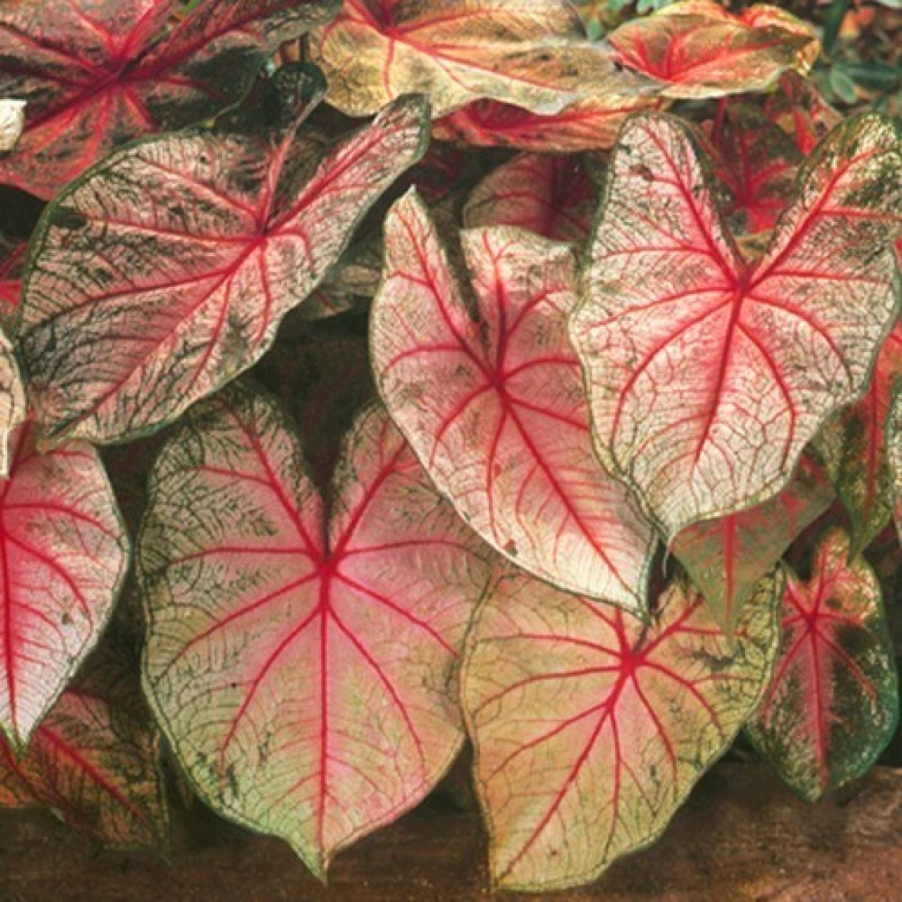 704610-caladium-hybriden-arno-nehrling-mrs-arno-nehrling
