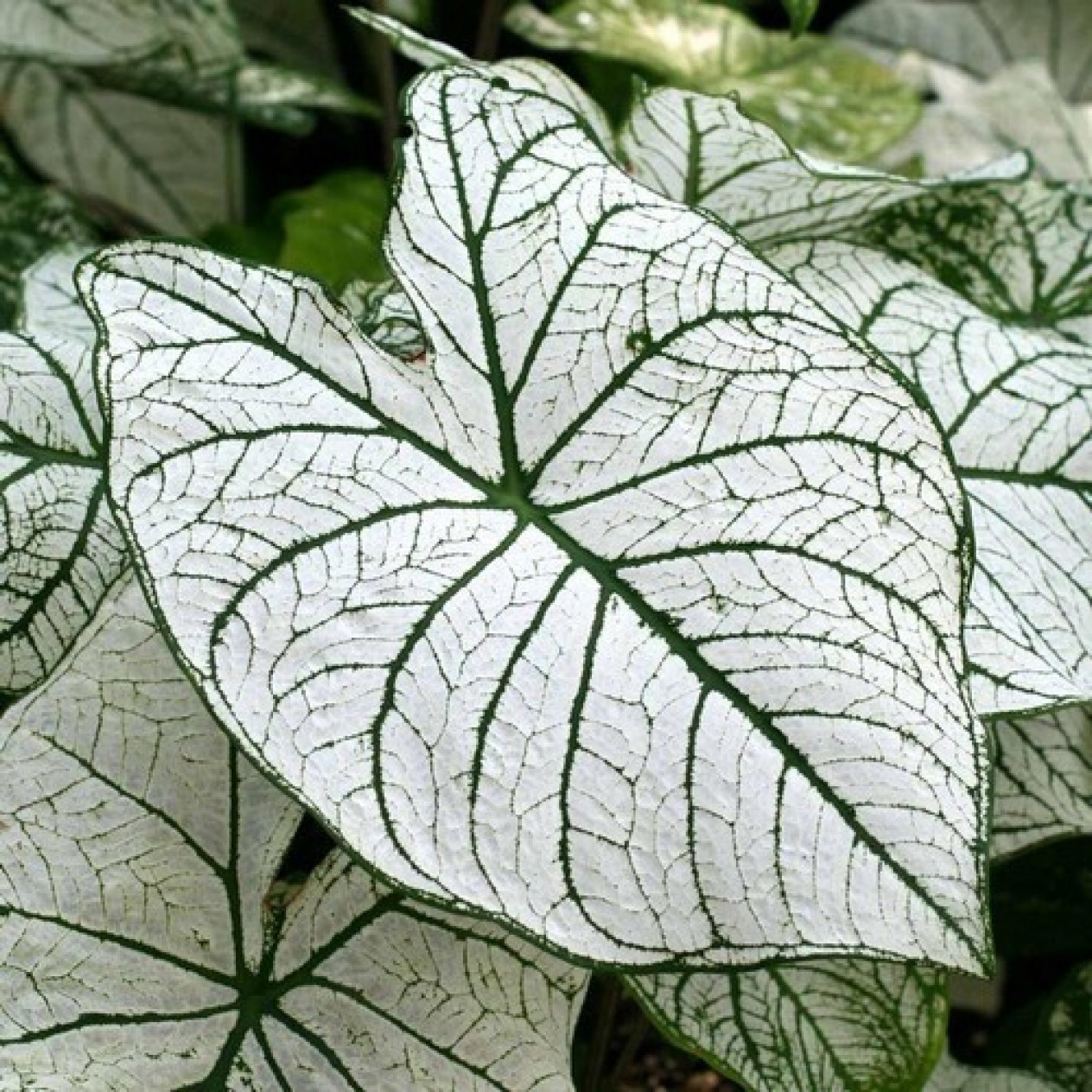 704680-caladium-hybriden-candidum-candidum-senior