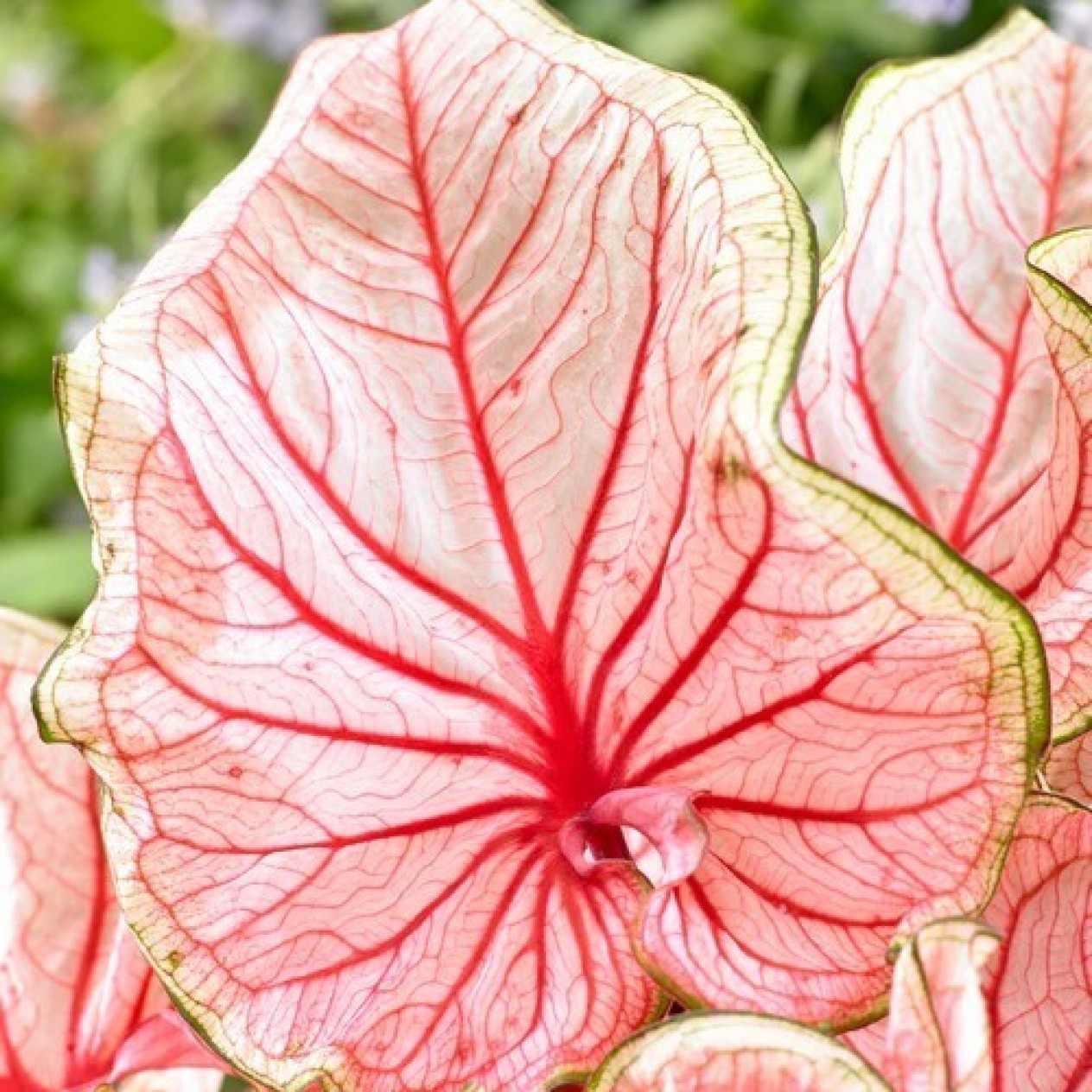 704694-caladium-hybriden-florida-sweetheart