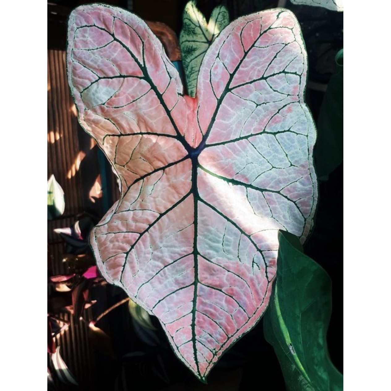 704735-caladium-hybriden-spring-fling