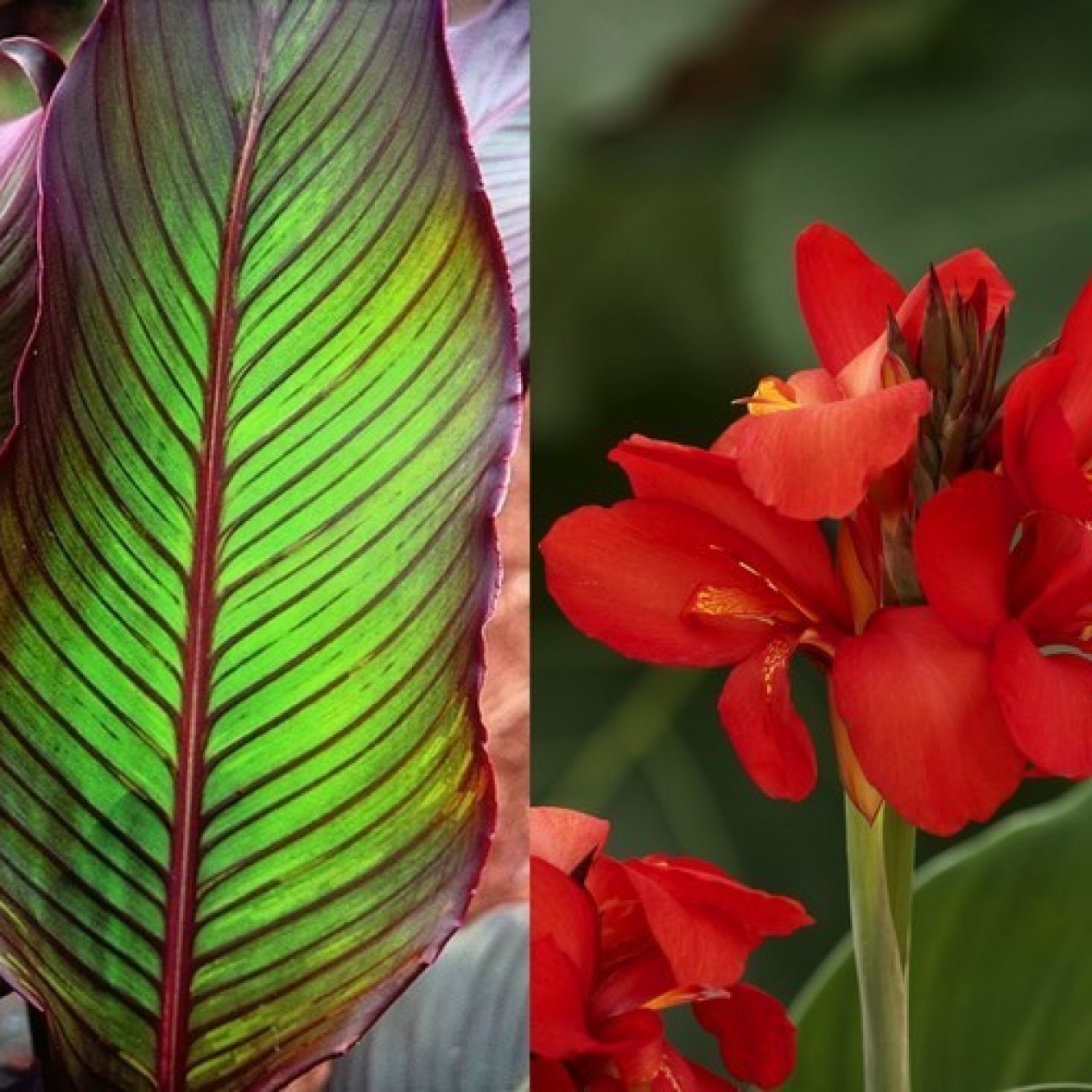 705318-canna-indica-striped-aduard