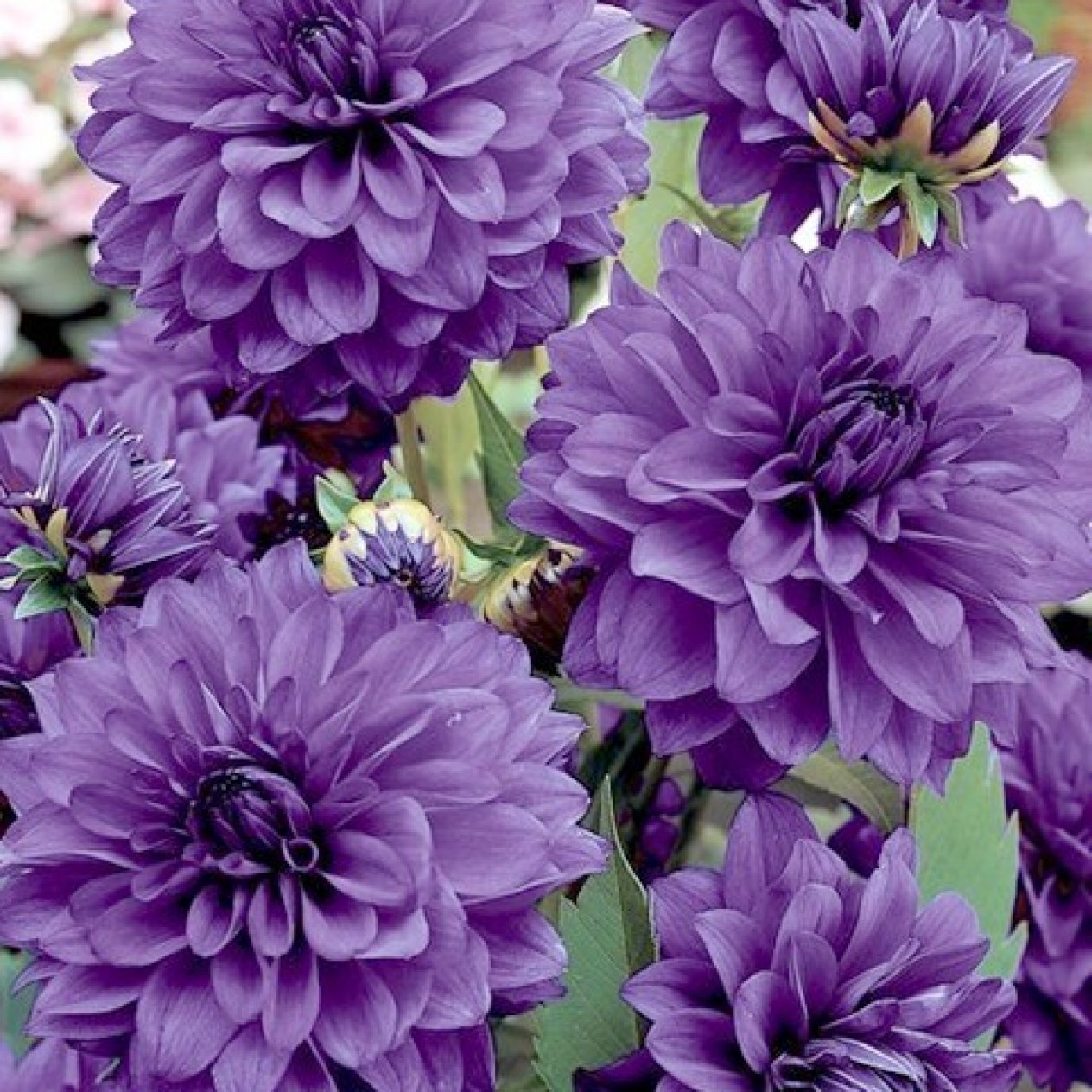 706006-dahlia-bluetiful
