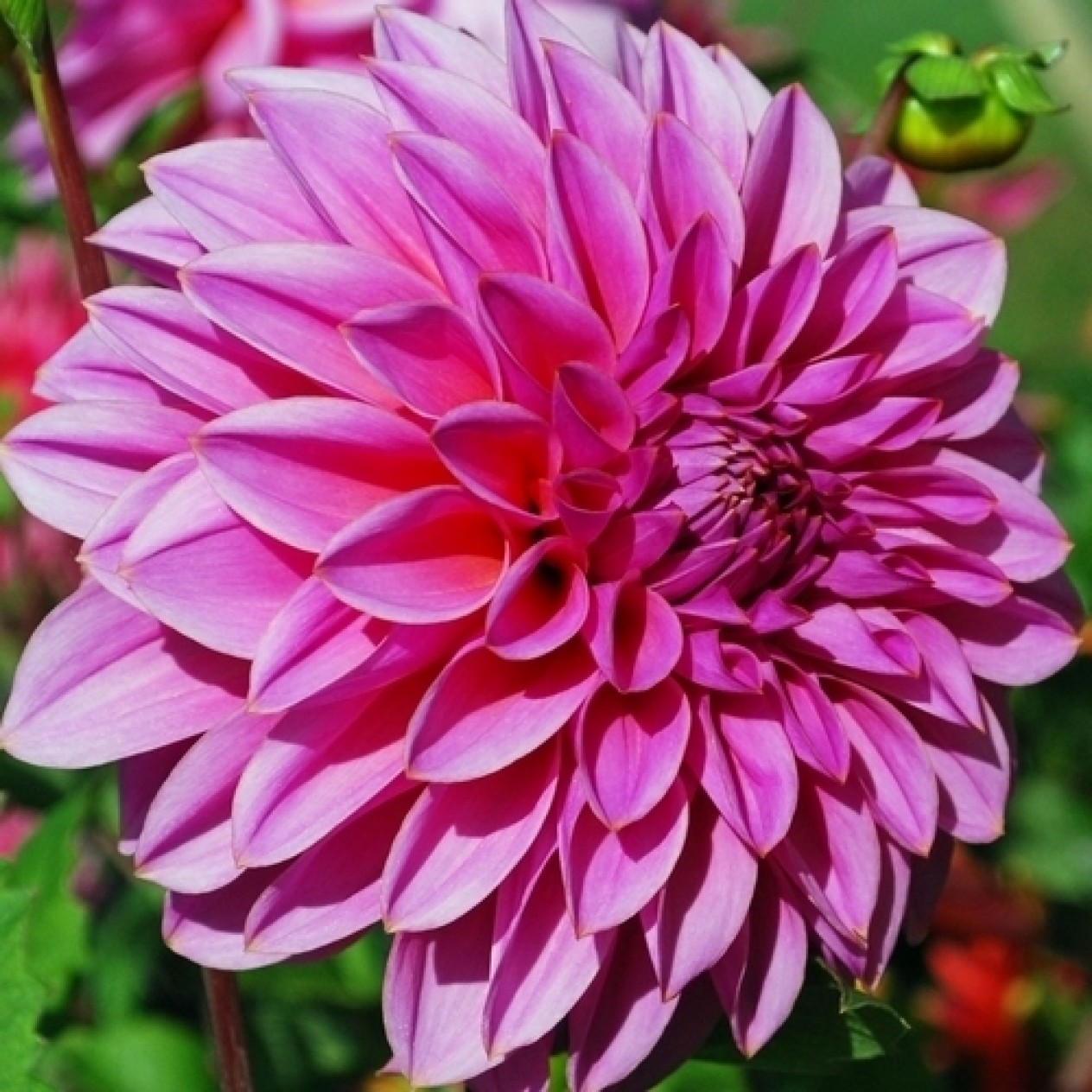 706026-dahlia-ciaboss