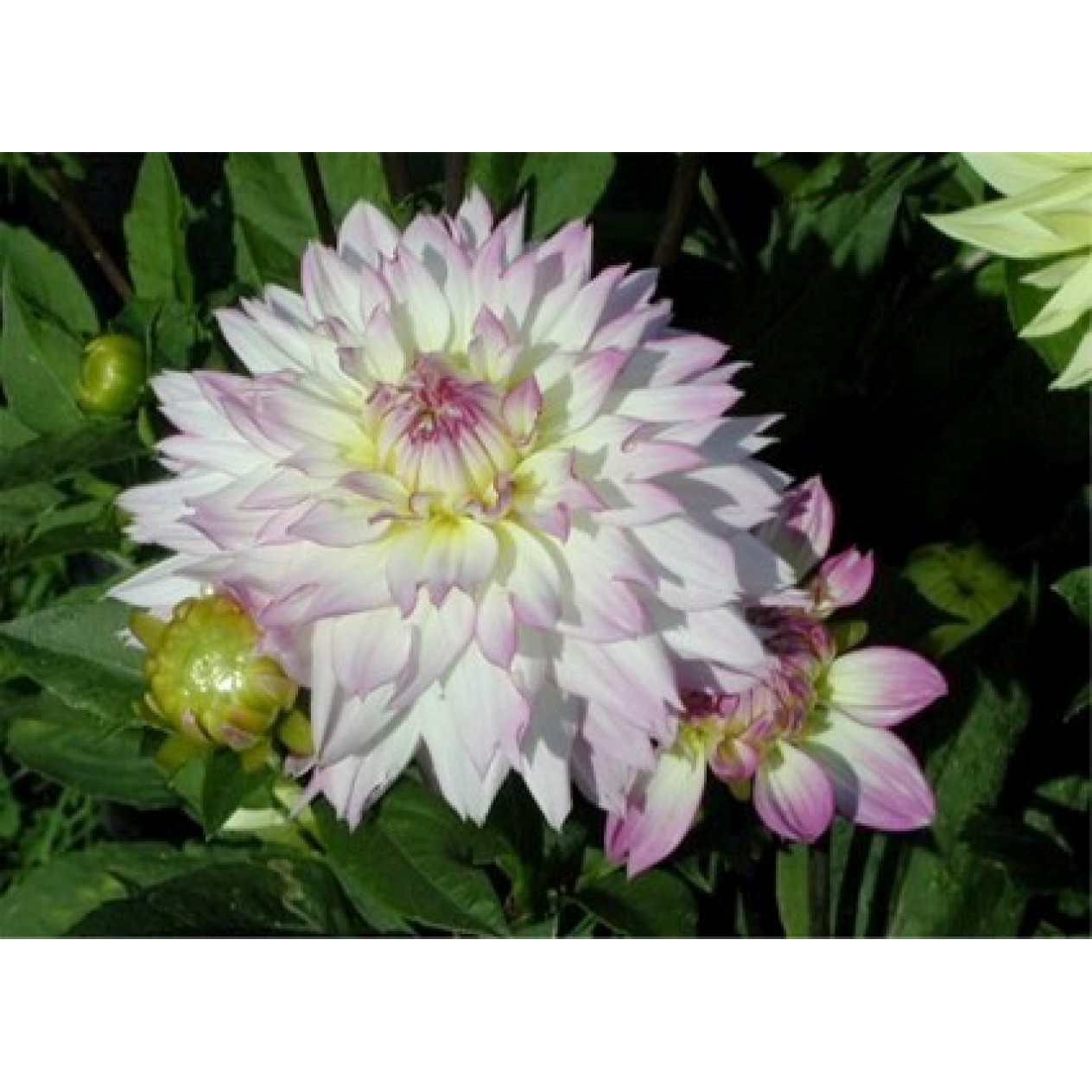 706030-dahlia-crazy-love