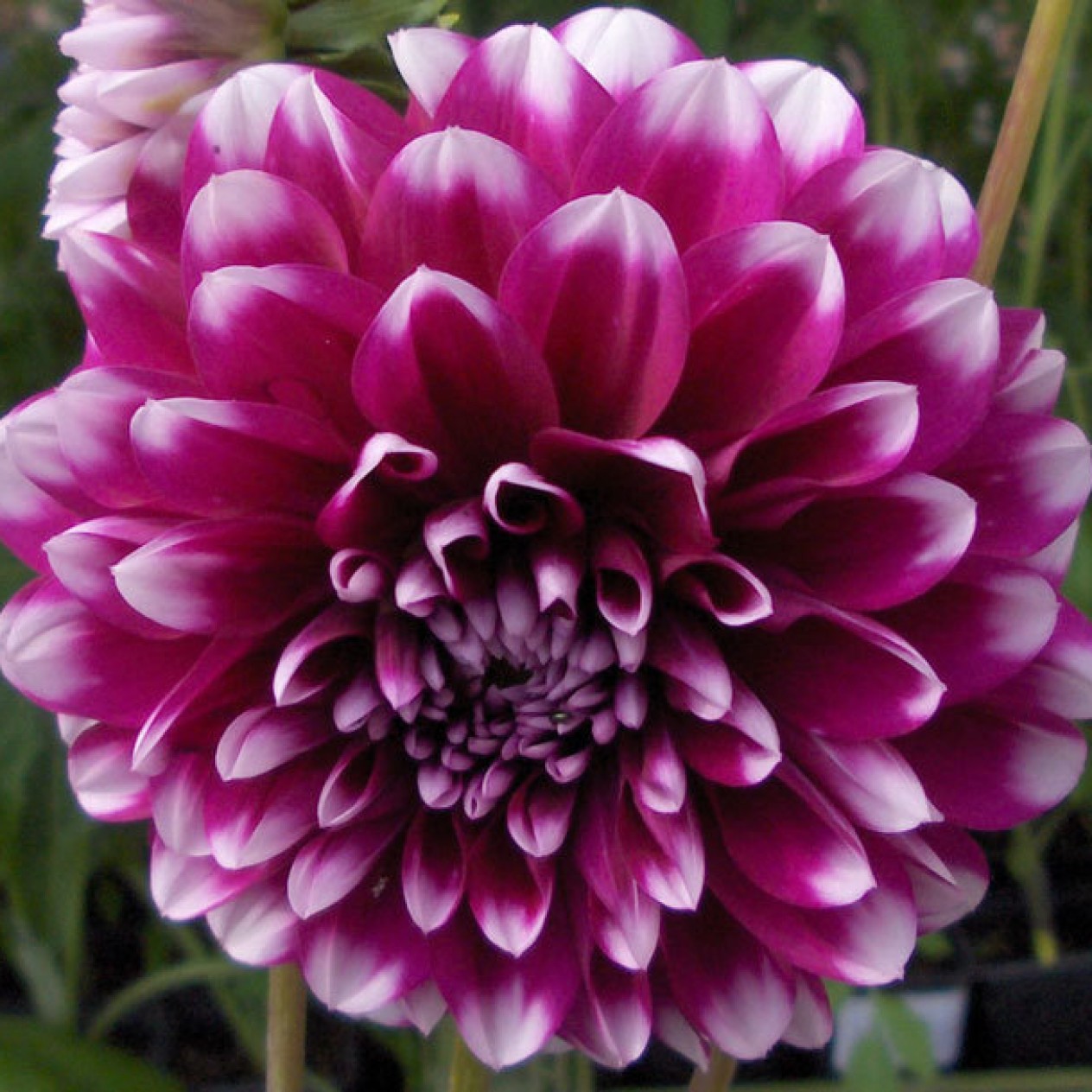 706060-dahlia-edinburgh