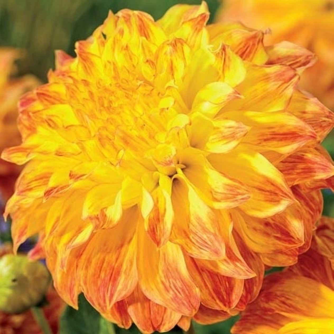 706061-dahlia-el-sol-giant