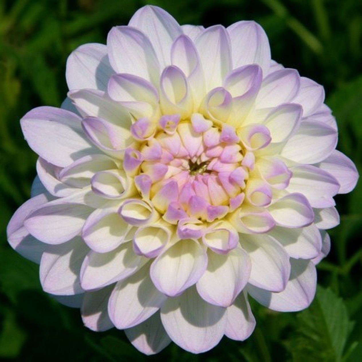 706065-dahlia-eveline