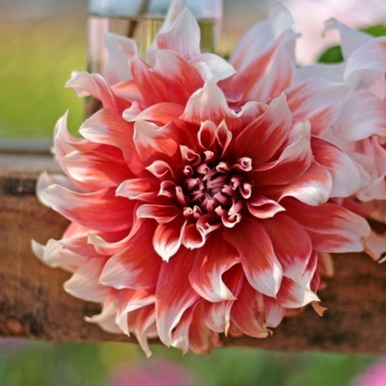706090-dahlia-frost-nip