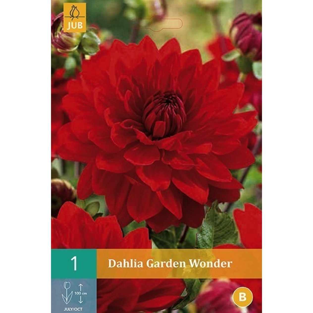 706100-dahlia-garden-wonder-arnhem