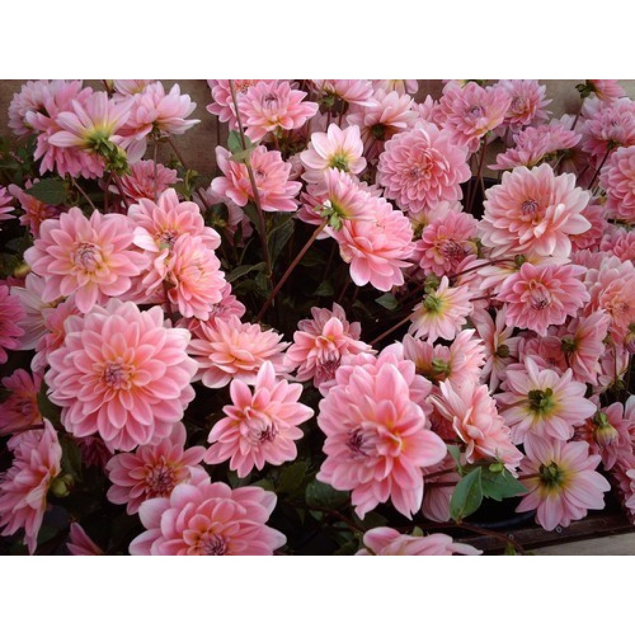 706120-dahlia-gerrie-hoek