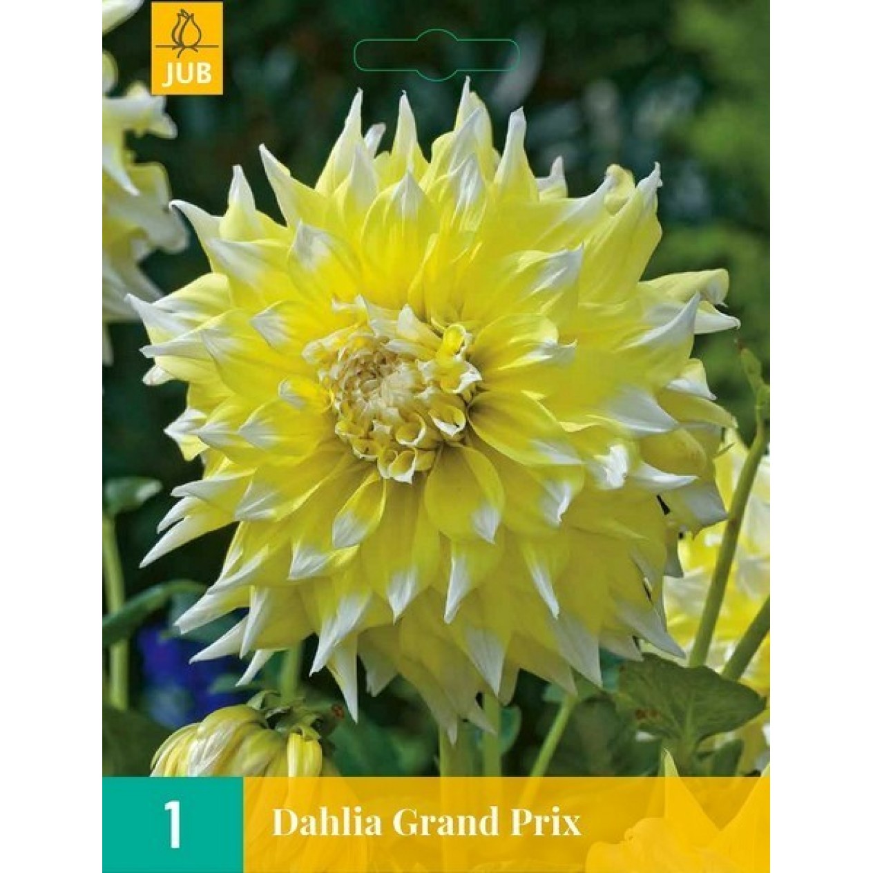 706205-dahlia-grand-prix