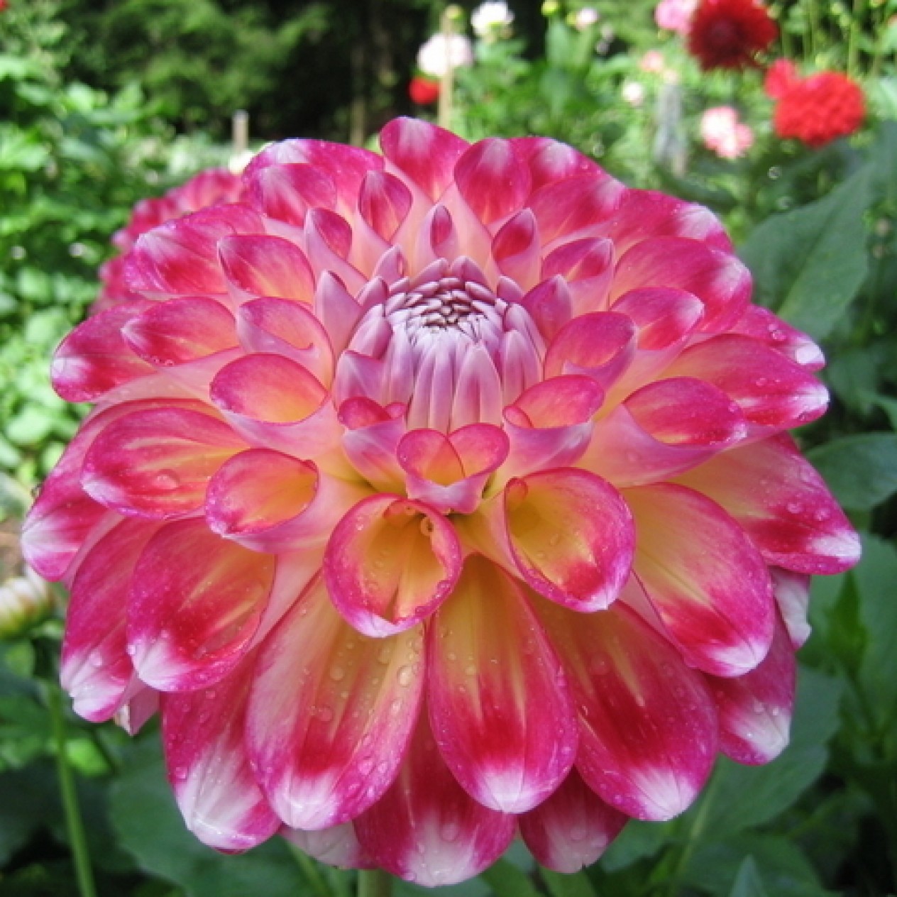 706220-dahlia-hawaii
