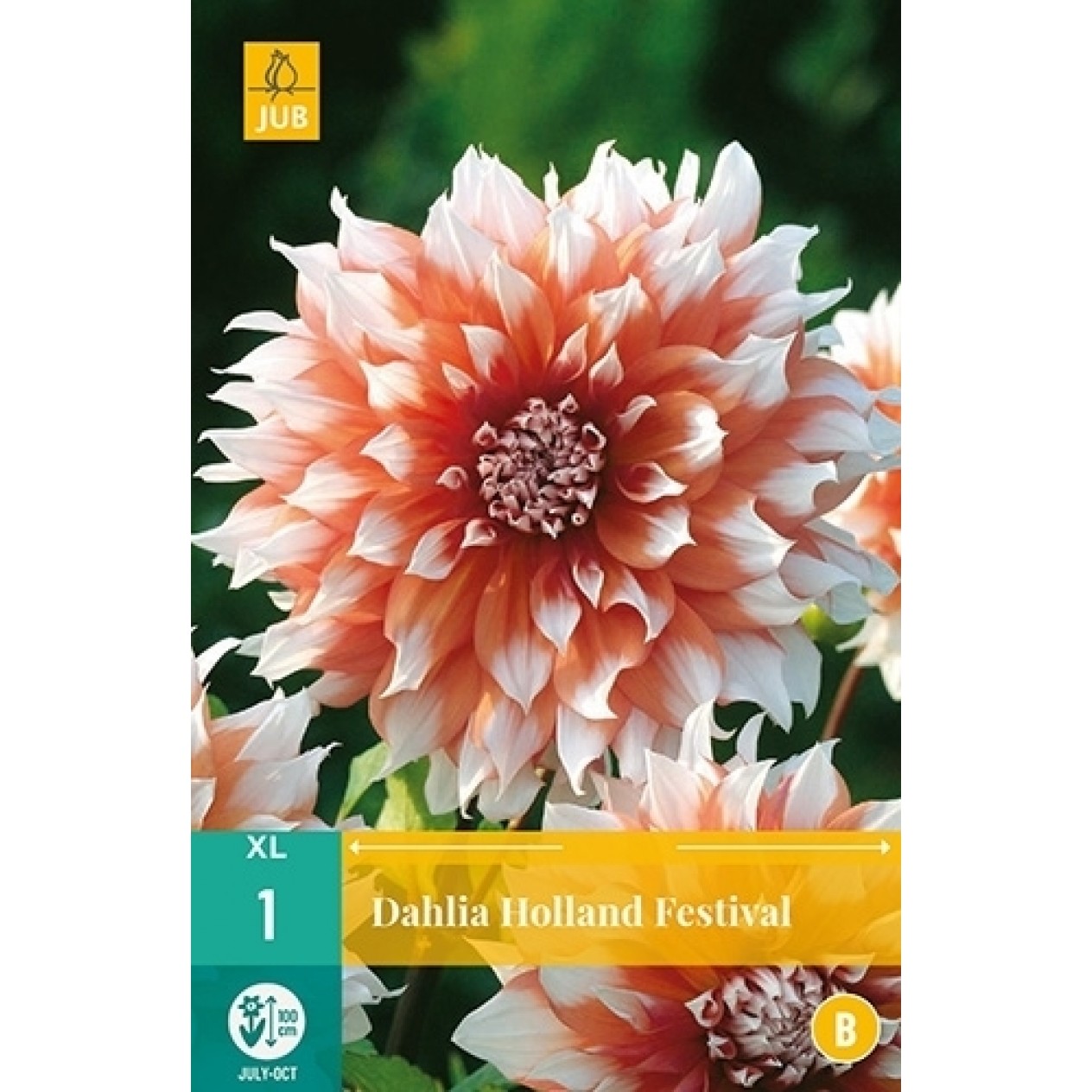706225-dahlia-holland-festival