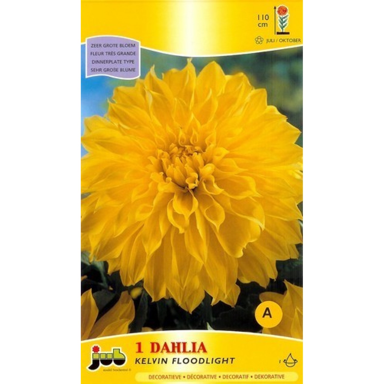 706230-dahlia-kelvin-floodlight