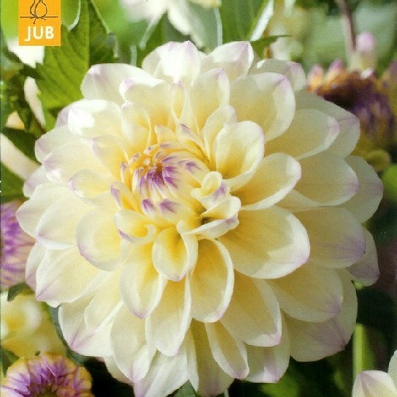 706238-dahlia-lake-carey