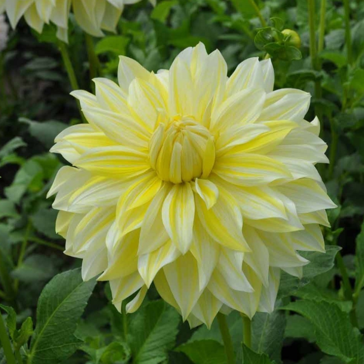 706239-dahlia-la-luna