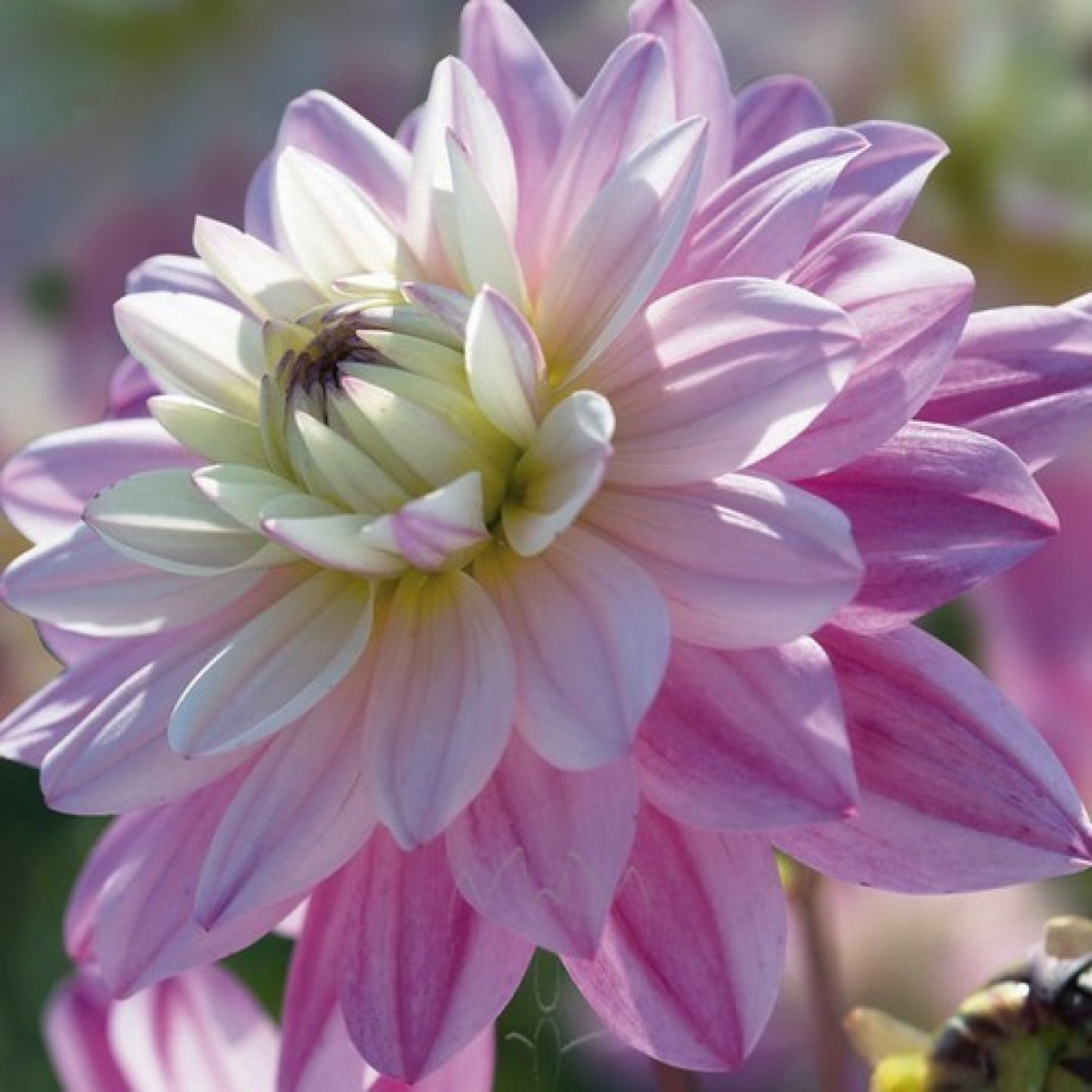 706285-dahlia-luka-johanna