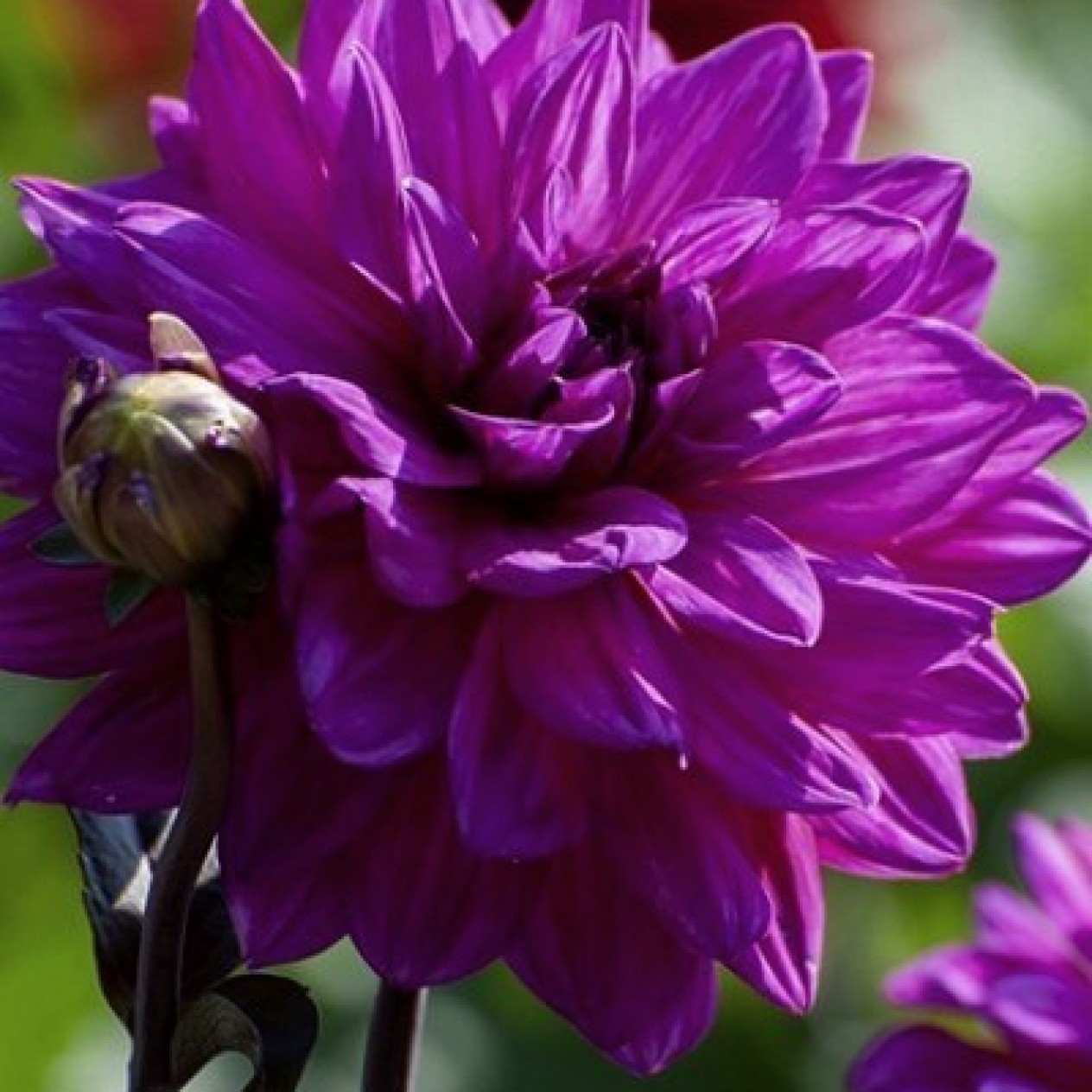 706289-dahlia-marcel-dassault