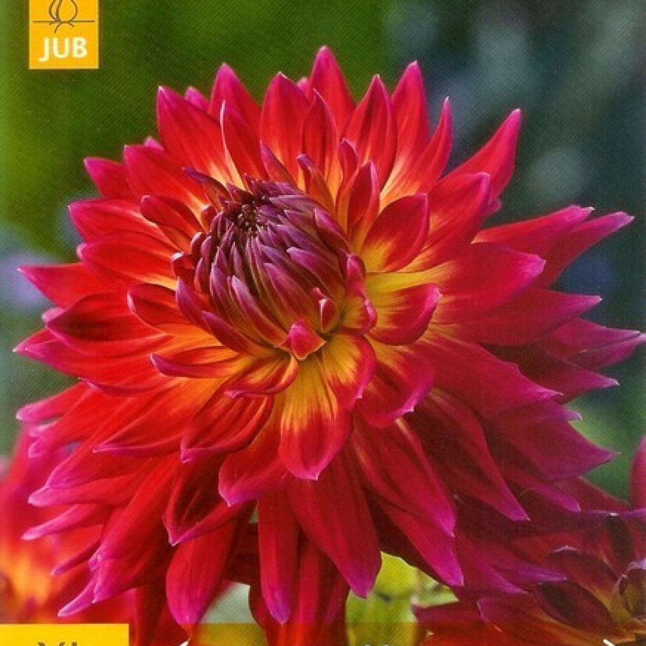 706290-dahlia-manhattan-island