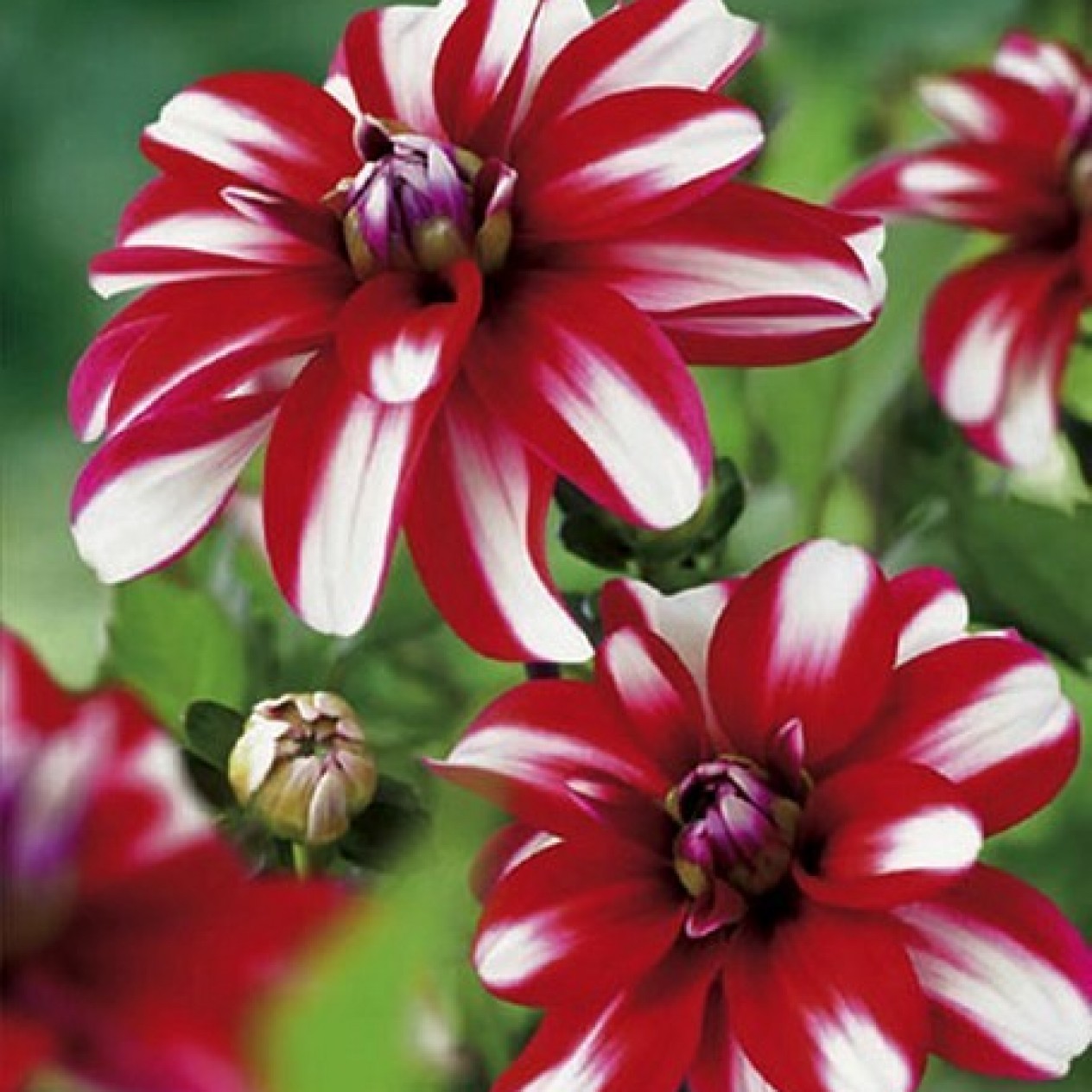 706291-dahlia-mariska