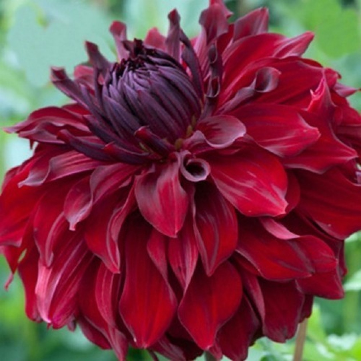 706294-dahlia-mingus-alex