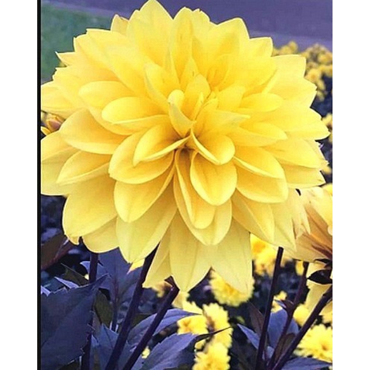 706296-dahlia-meteorite