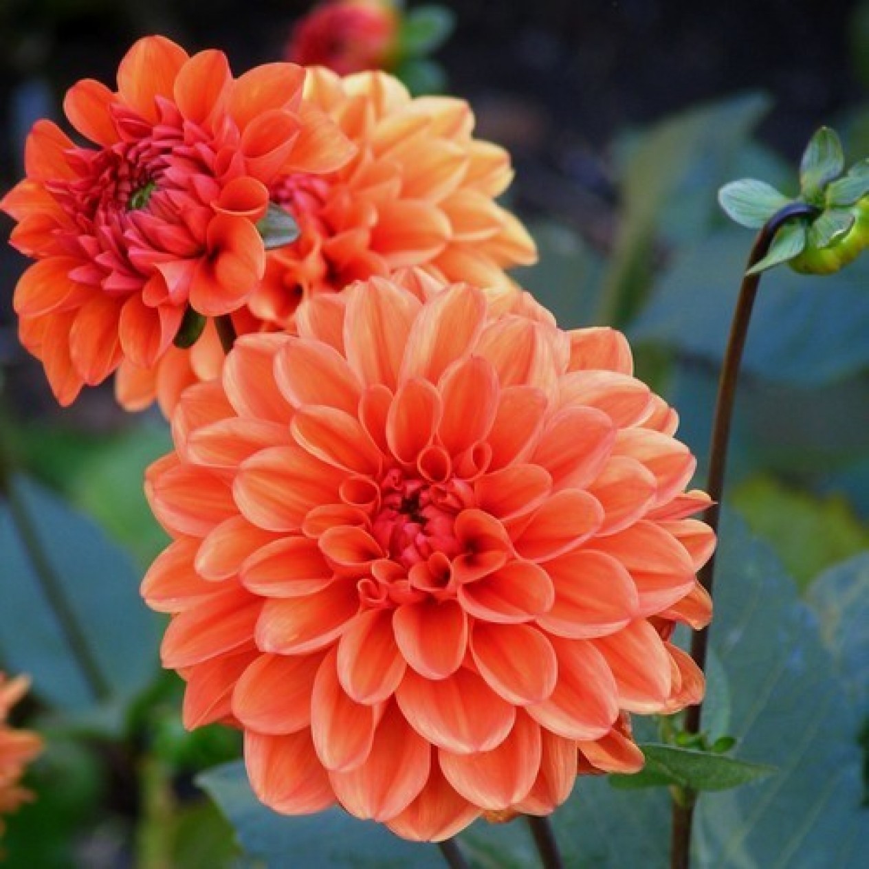 706297-dahlia-mrs-eileen