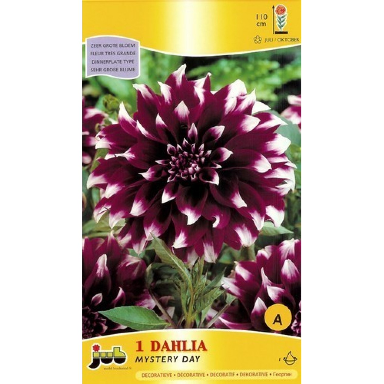 706300-dahlia-mystery-day