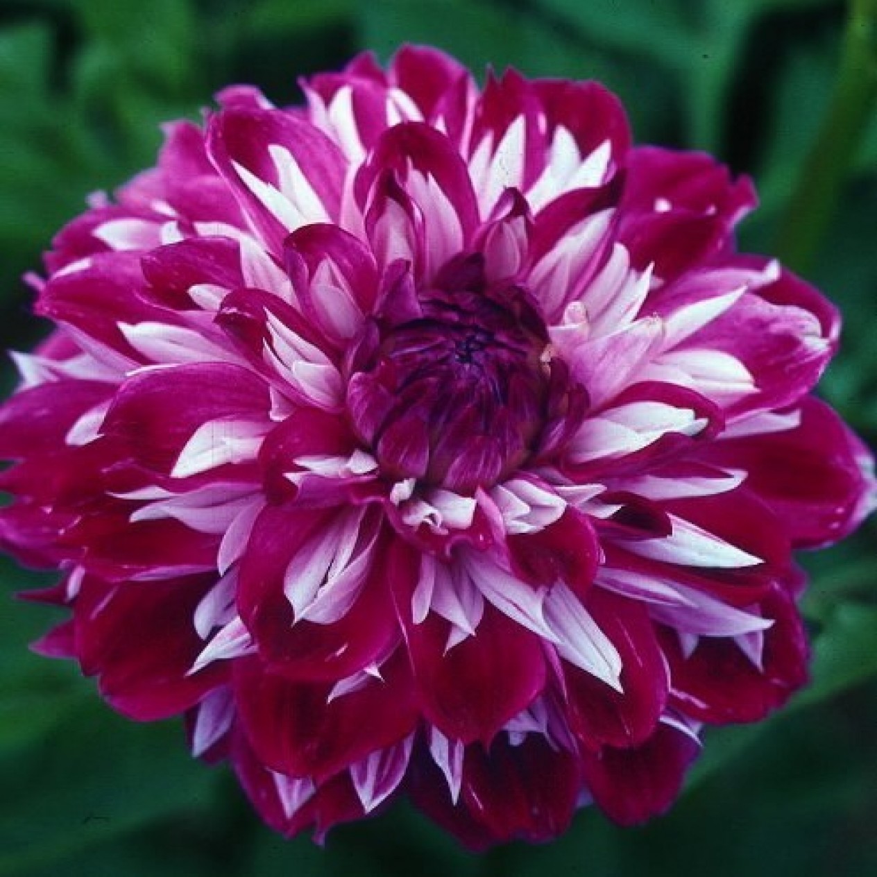 706320-dahlia-optic-illusion
