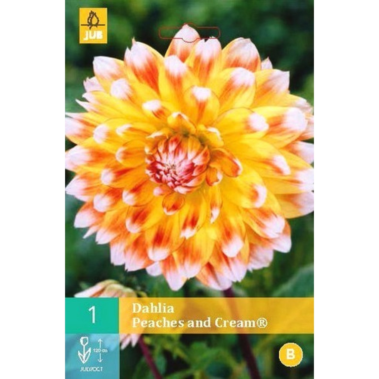 706330-dahlia-peaches-and-cream