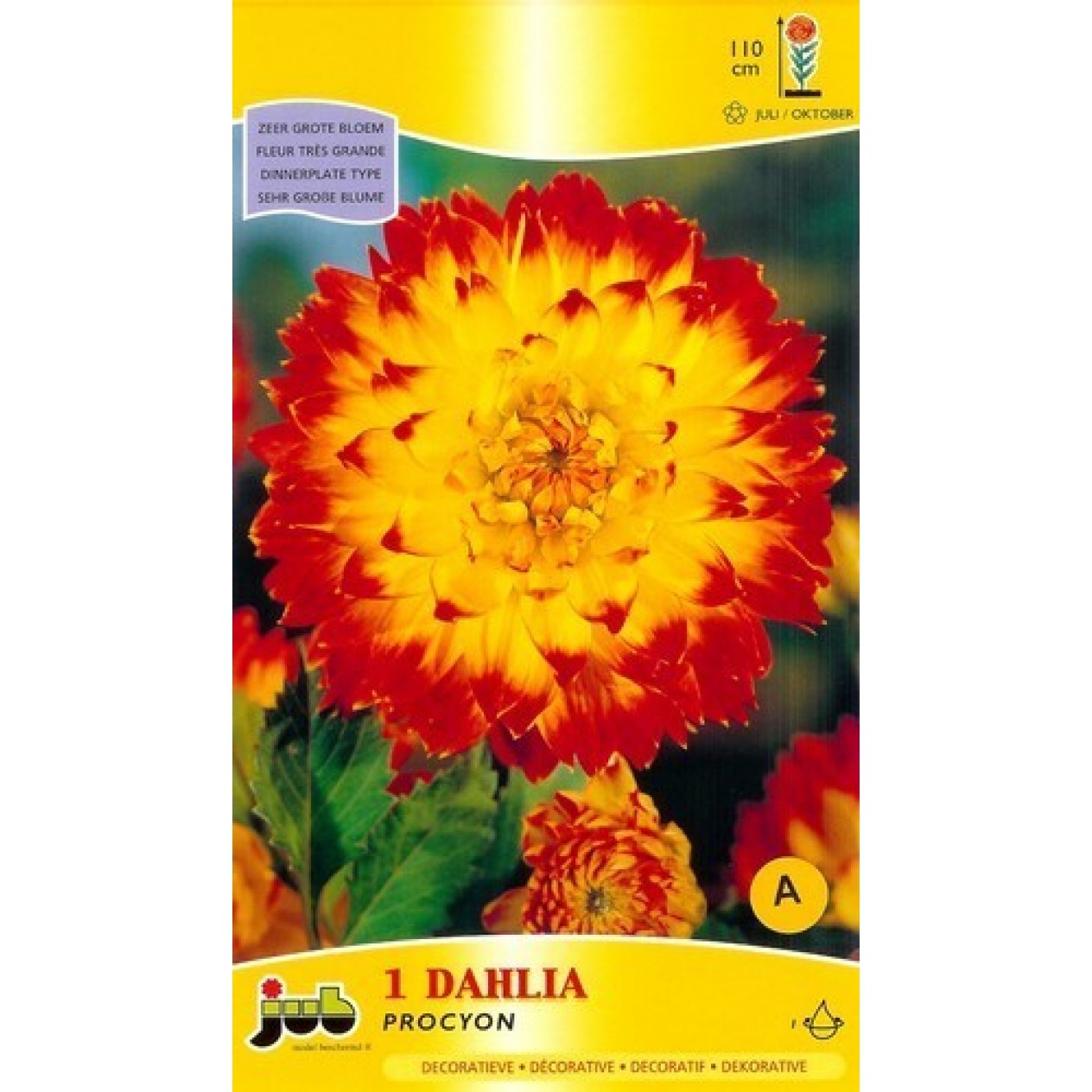 706350-dahlia-procyon
