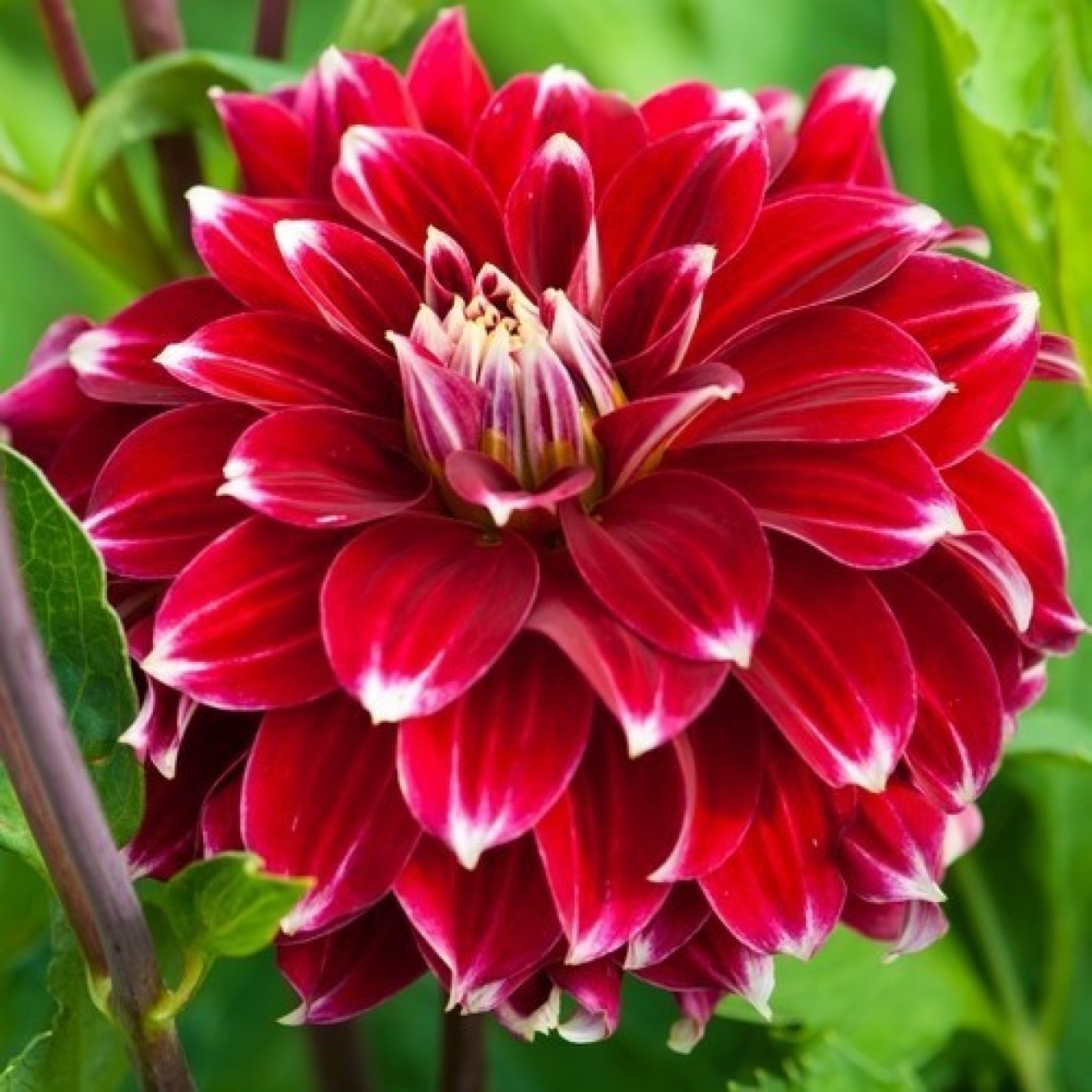 706380-dahlia-red-rock