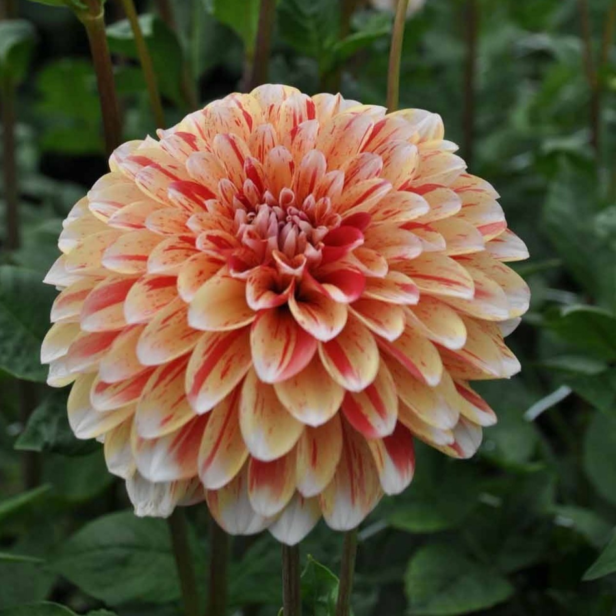 706475-dahlia-striped-nagano
